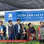 Hồng Sâm Lai Châu Của Thái Minh